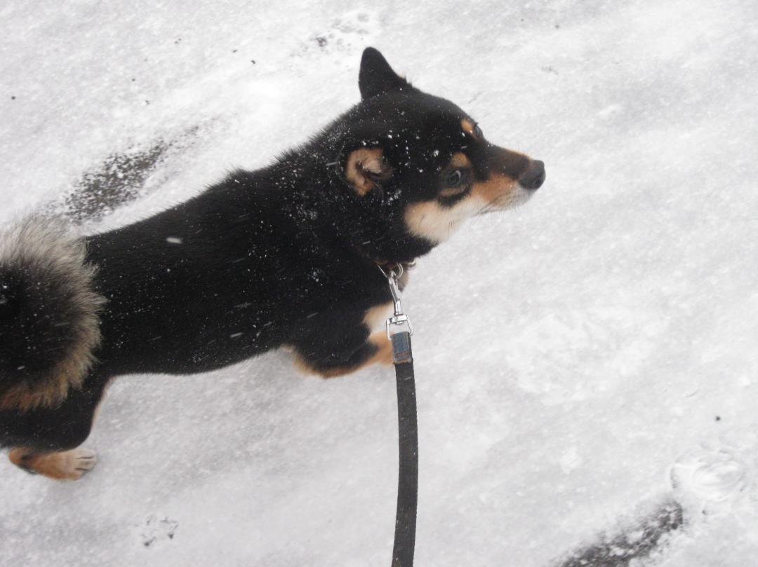 雪でも散歩するのですか？