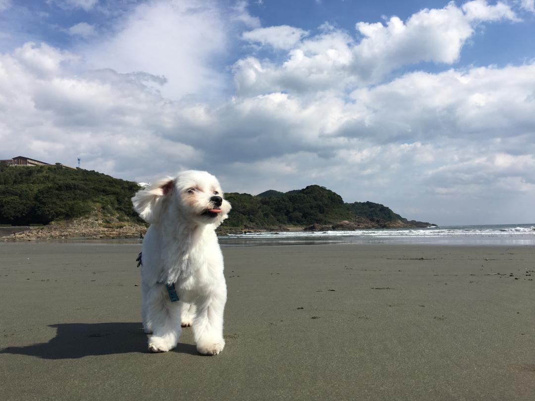 テンションあがる伊勢ヶ浜