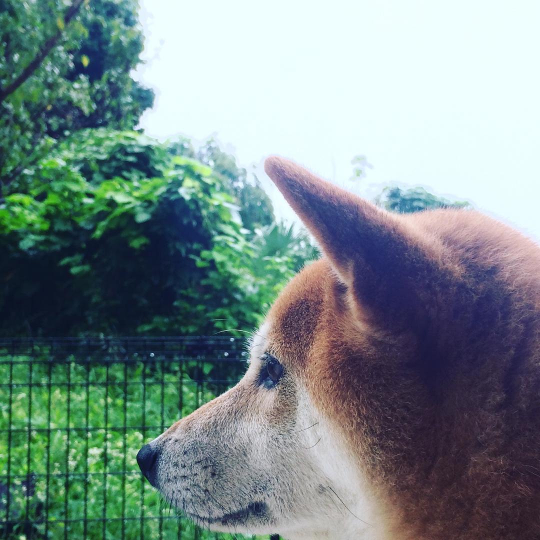 今日は雨だねー