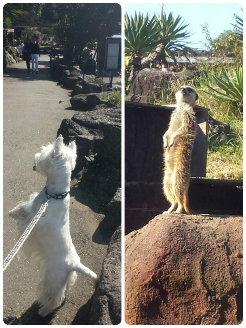 ミーアキャットとのコラボ