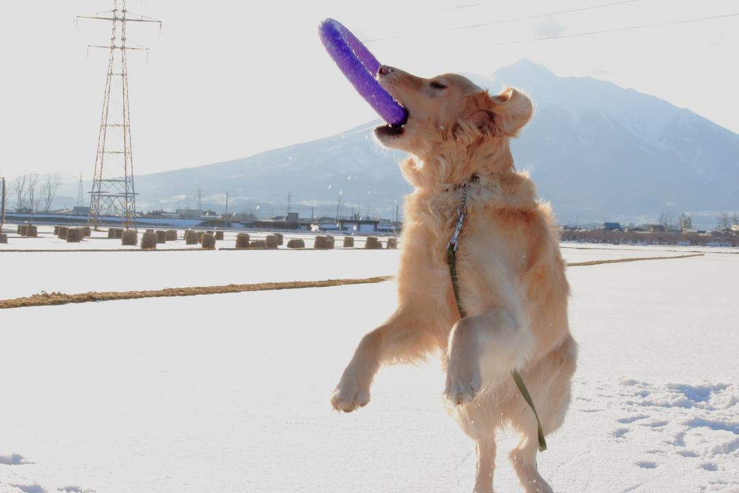 雪遊びは僕の得意技