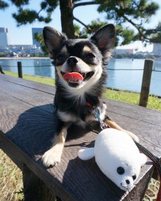 台場公園で嬉しいお出掛け