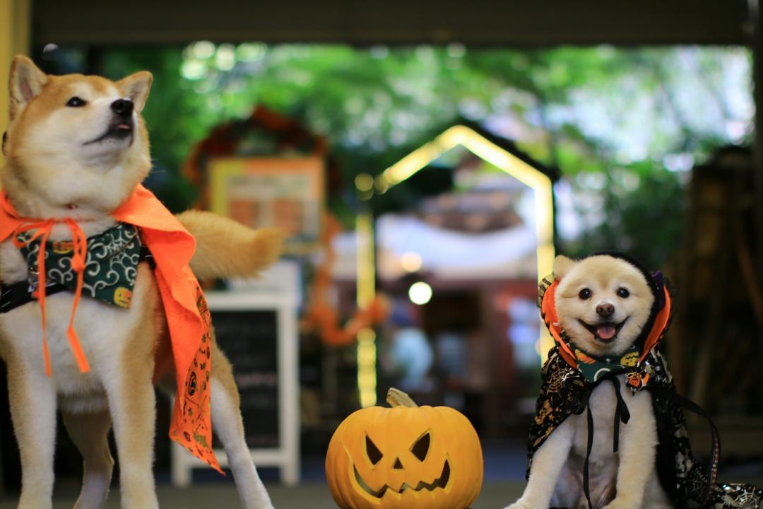 犬の応援団によるHalloween