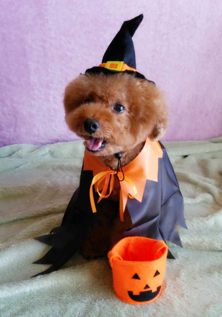 Happy Halloween♪ヽ(´▽｀)/