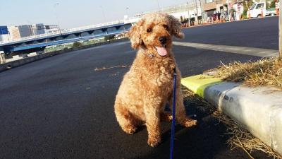 保護犬の里親になりましたー！