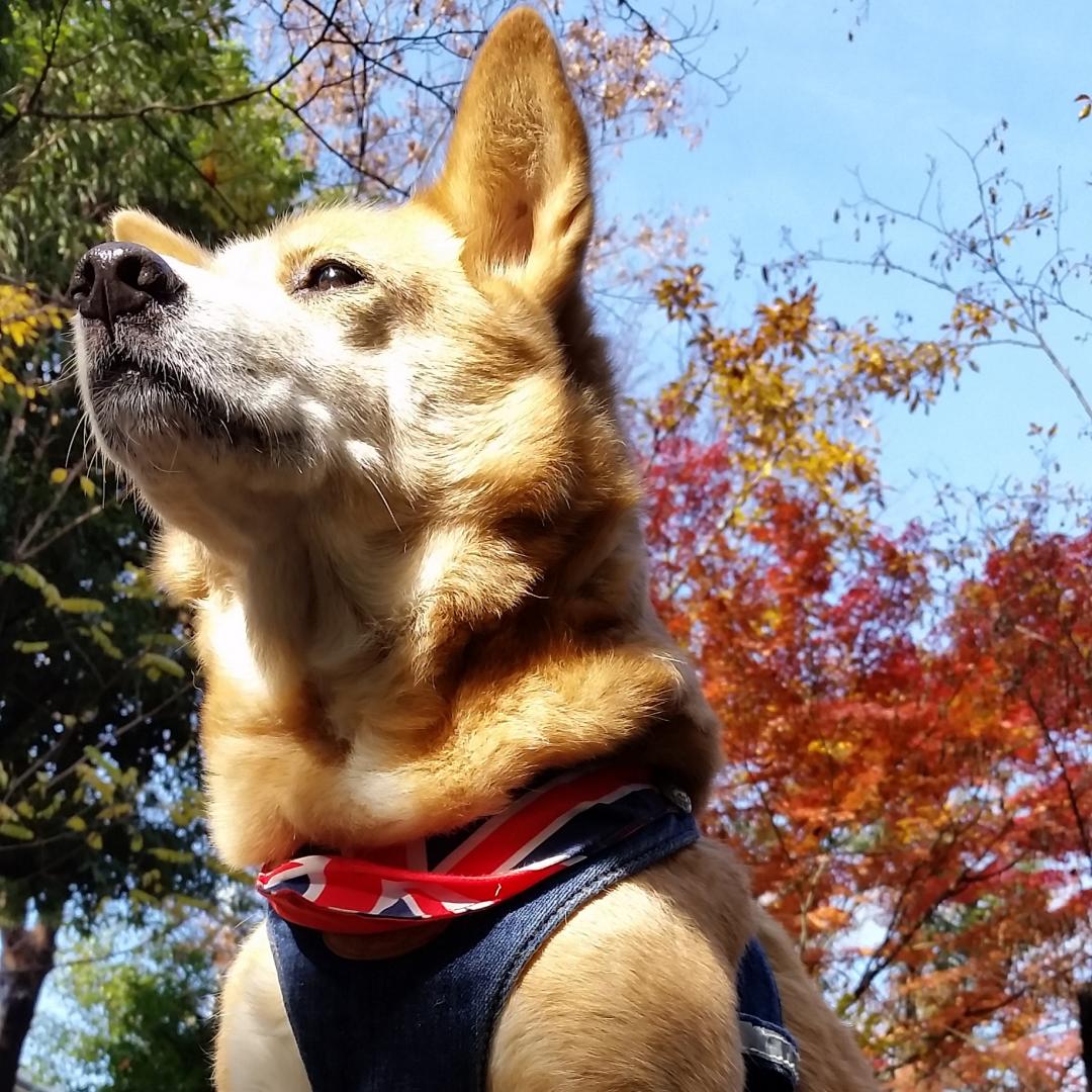 紅葉と美犬