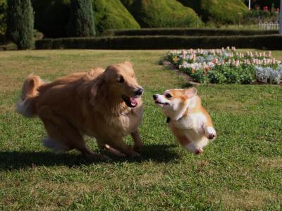 飛行犬！