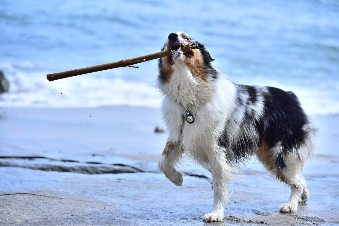 犬生で２度目