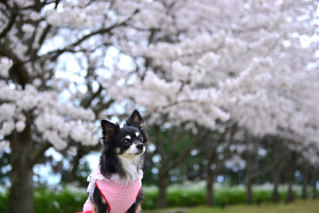 お花見