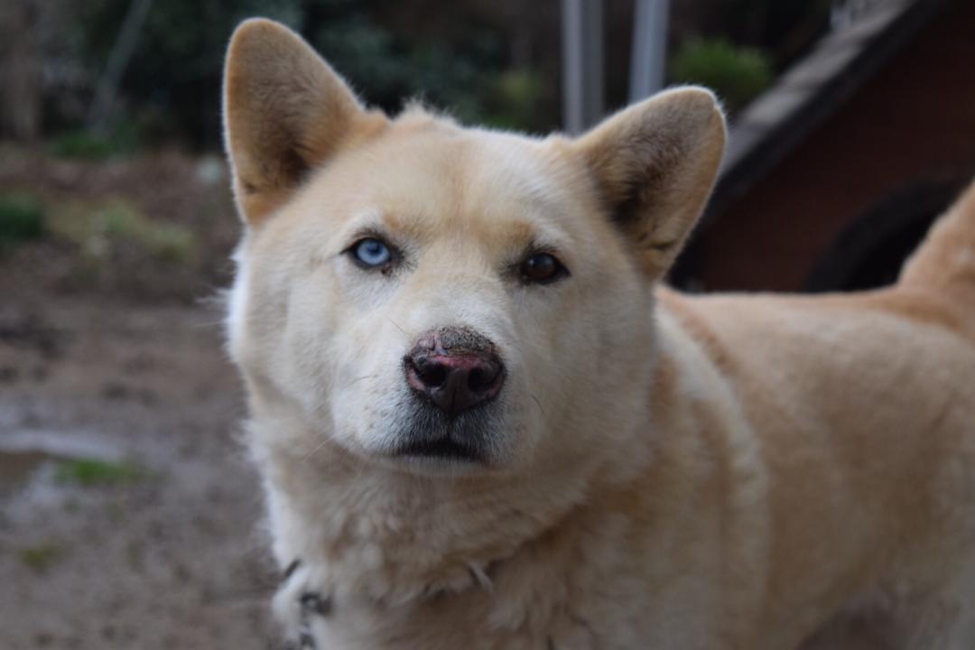 オッドアイ そうさんの投稿写真 犬 愛犬フォトコンテスト イヌトミィ