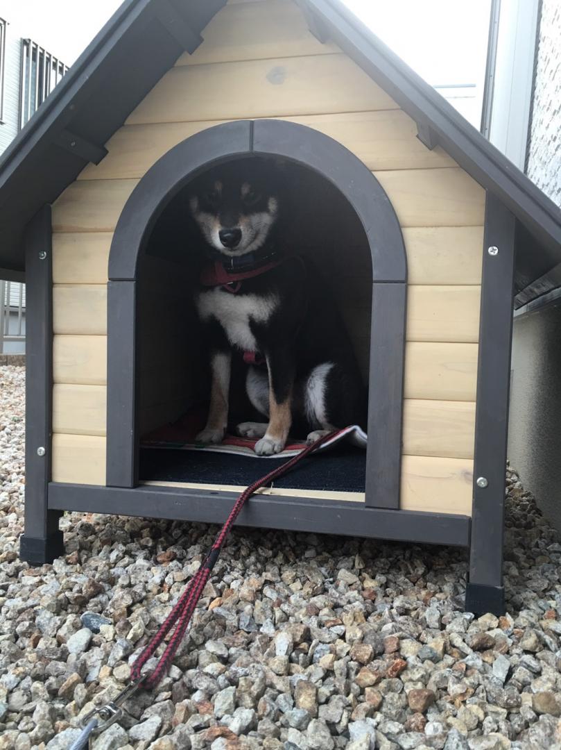 犬小屋を与えられたクロ