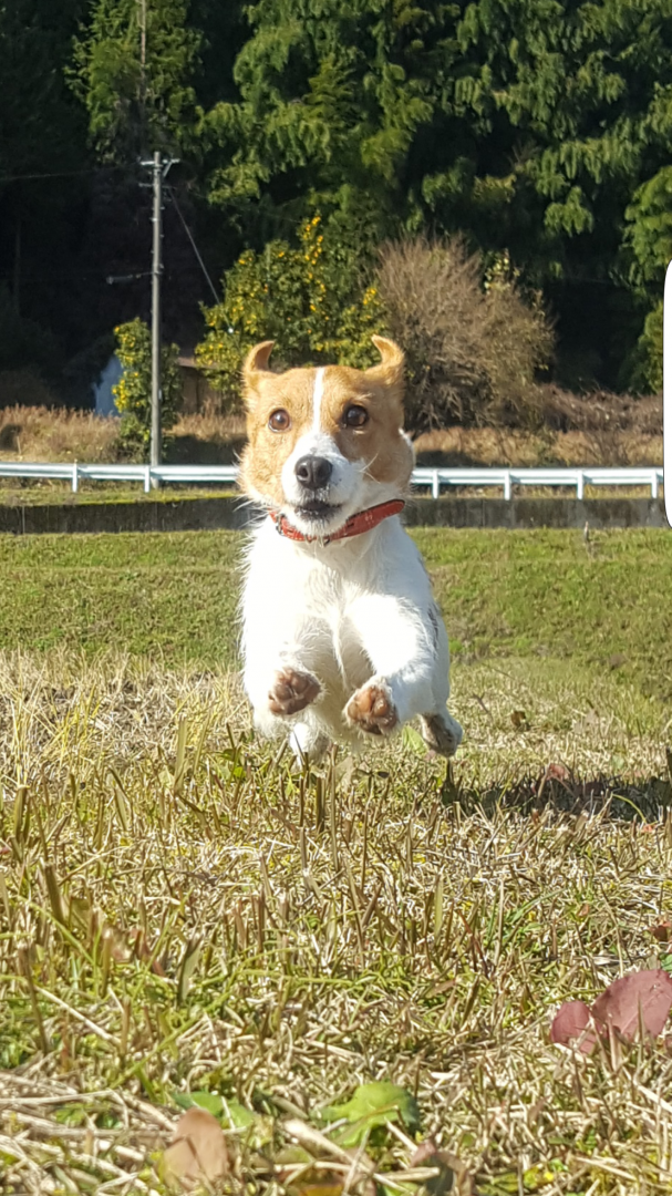 飛行犬