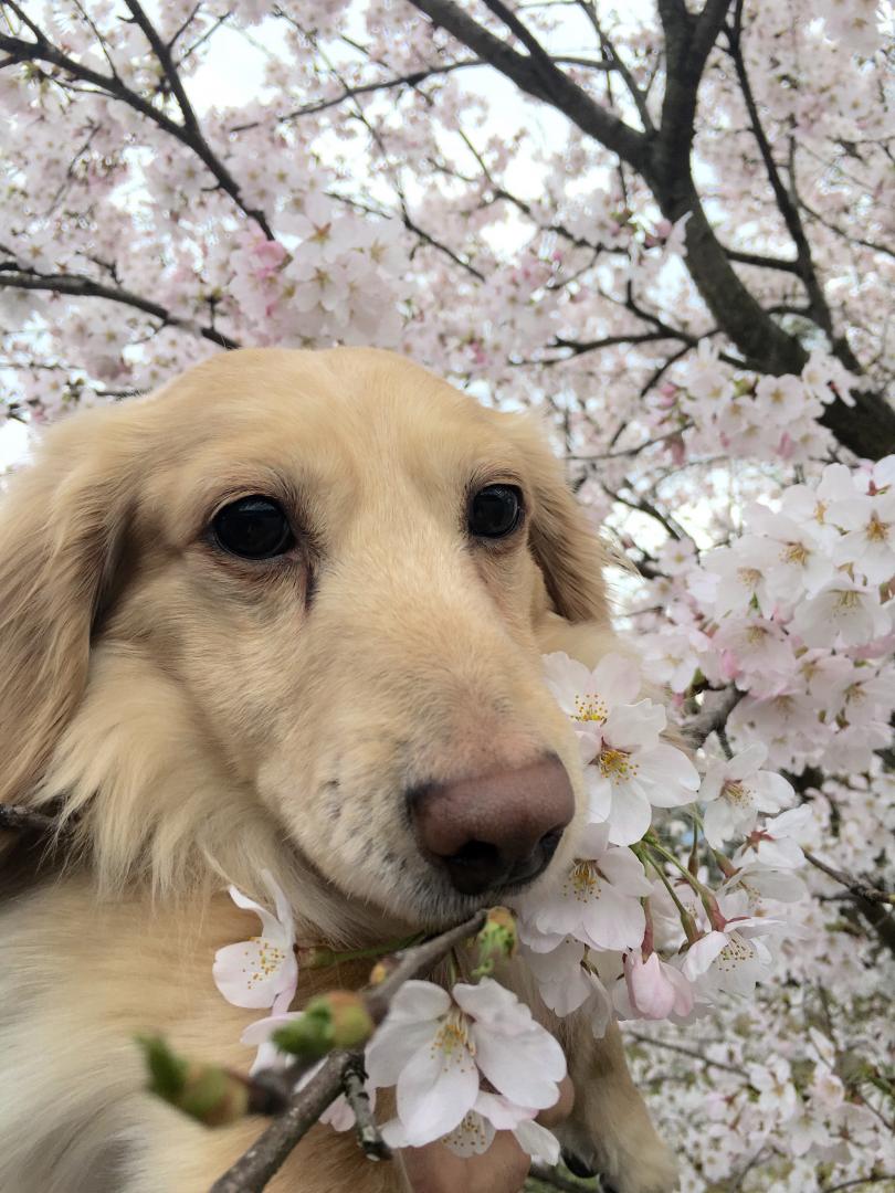 桜の中で