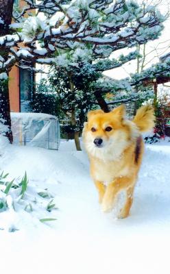 雪が降ると子犬に