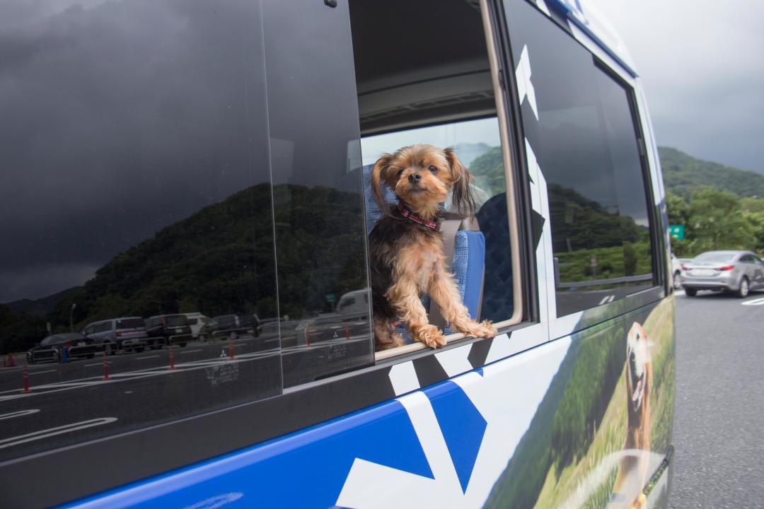 犬の遠足