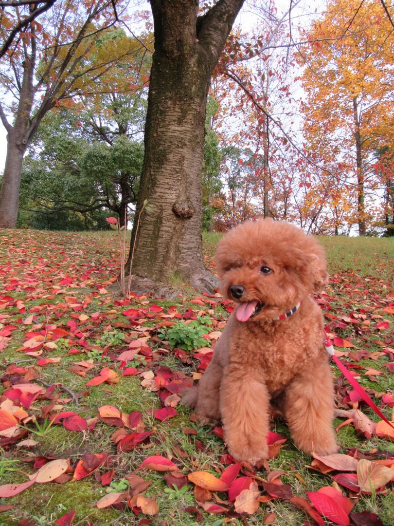 紅葉と僕