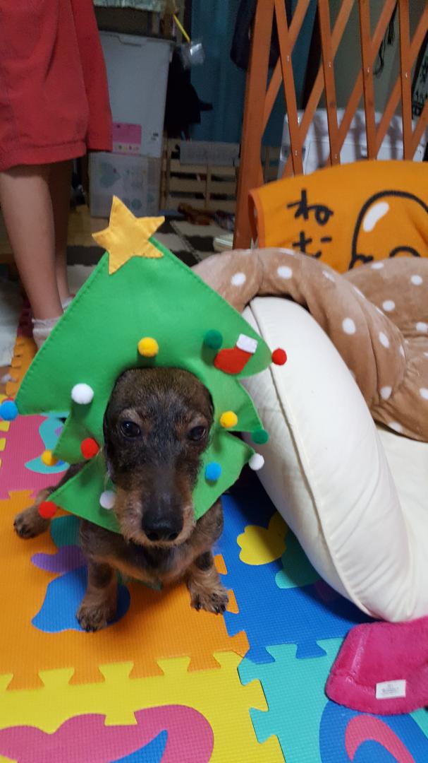 クリスマスツリー犬