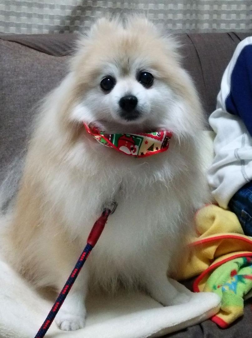 ちょい悪クリスマス犬