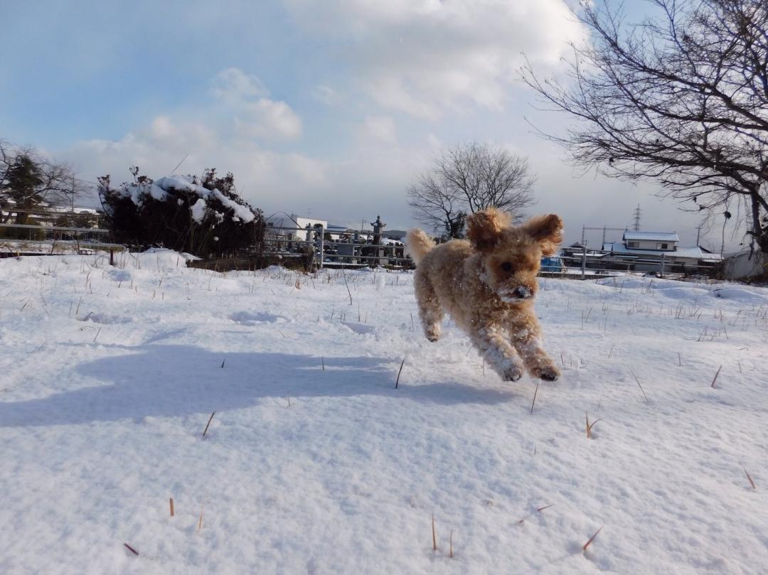 お気に入りの雪❄