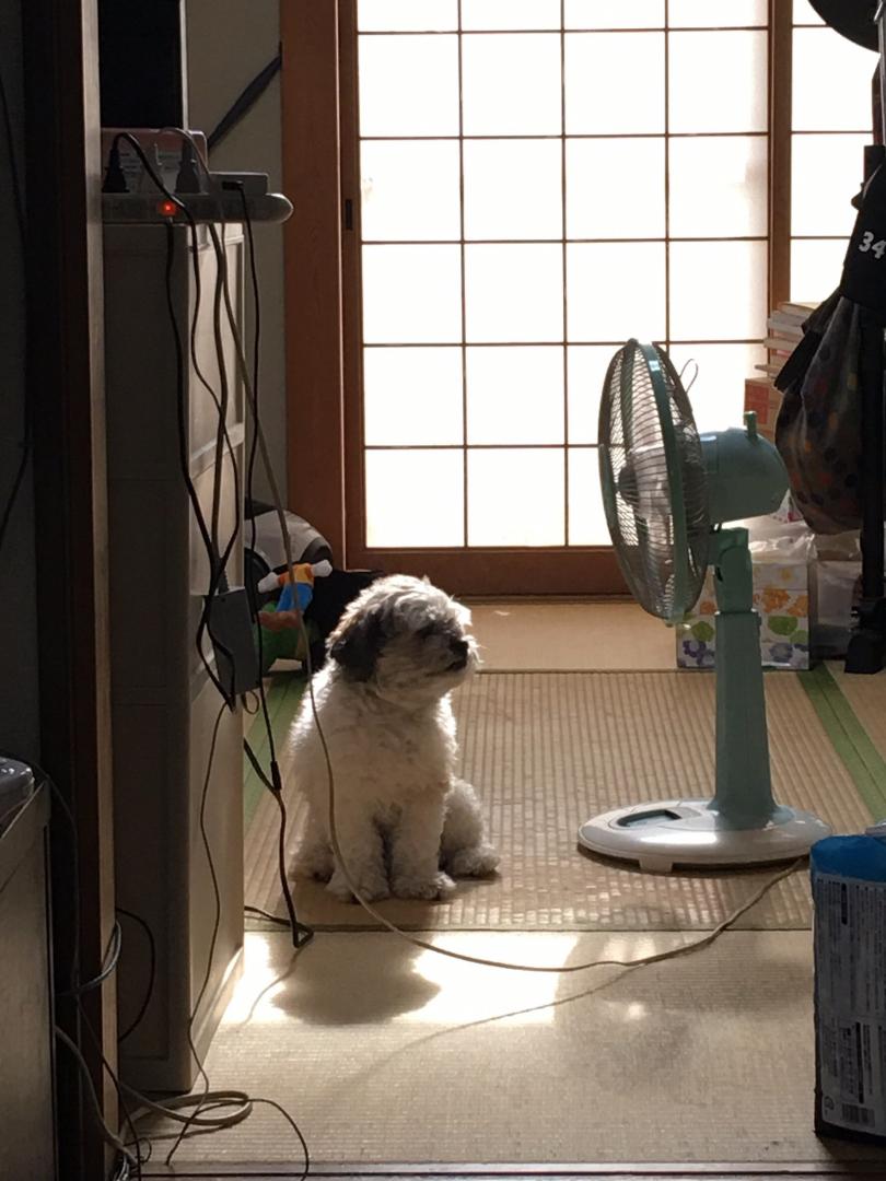 暑ーーーい(お気に入りの扇風機)