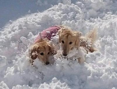 雪かきだいすき