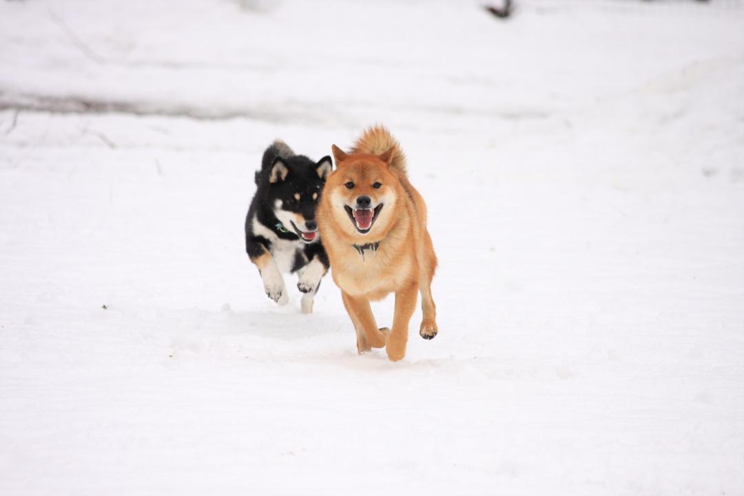 お気に入りのドッグランに雪