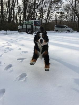 お気に入りの雪遊び