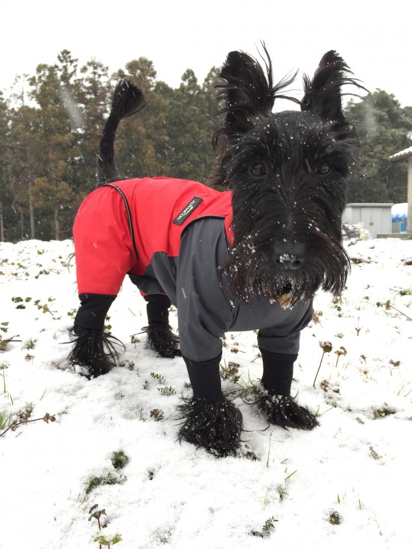 初雪