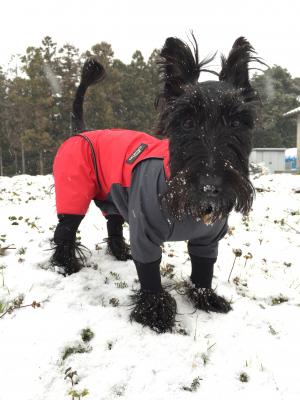 初雪