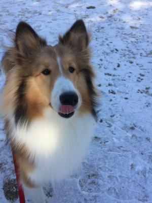 初雪ぺろり