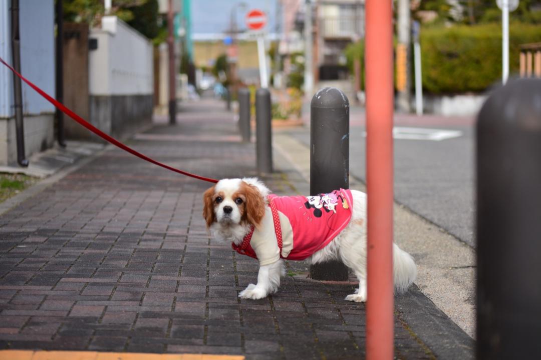 寒いからミッキーを着て