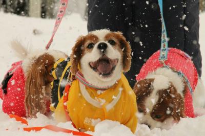 雪たのしー！