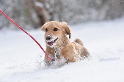 冷たい雪なんて、、、、、大好きだ～！！