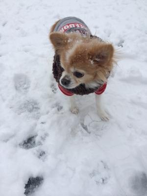 初めての雪