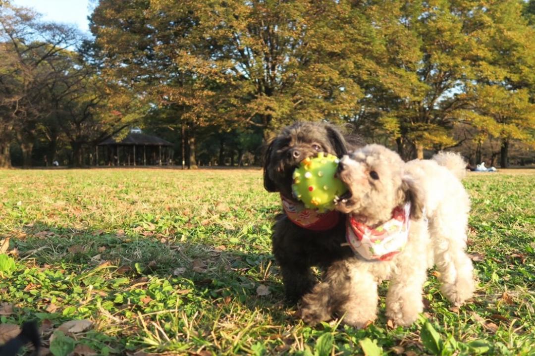 仲良くボール遊び