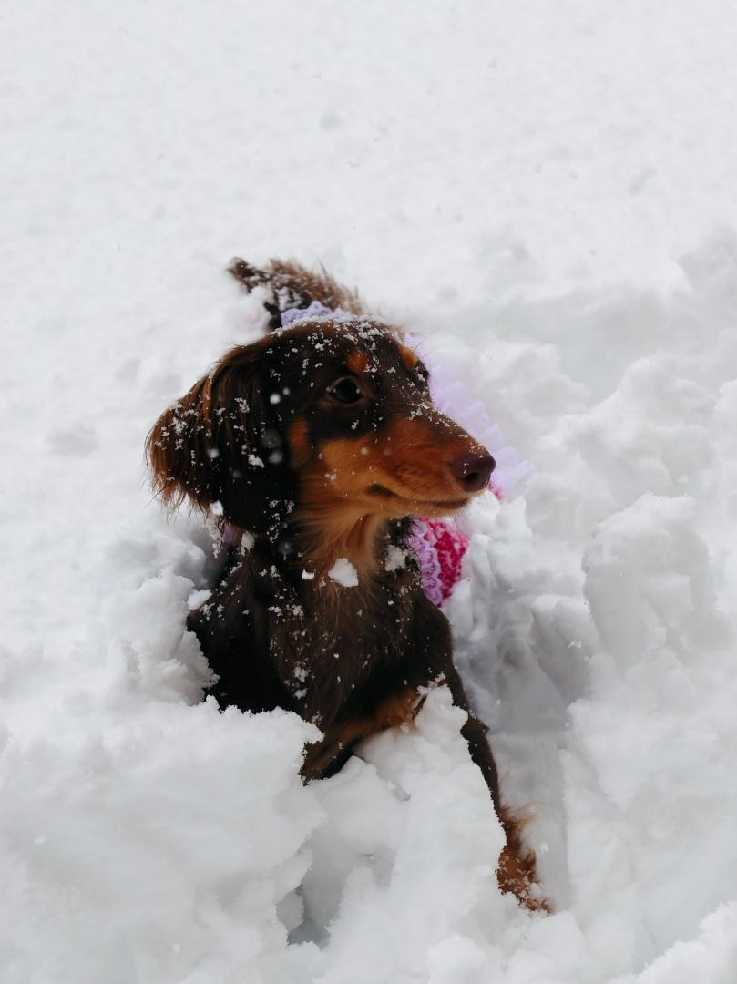 生まれて初めての雪