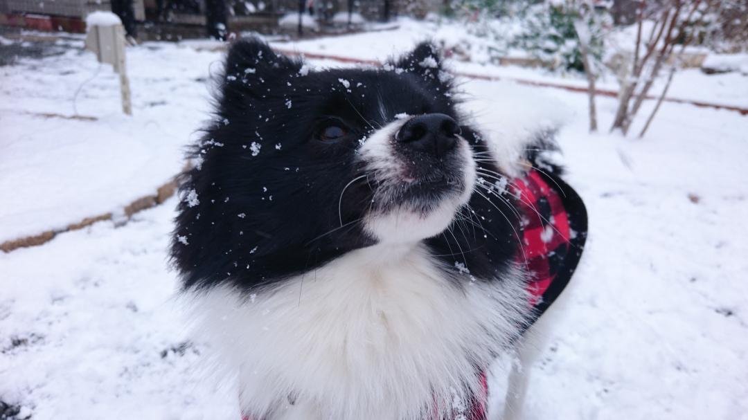 初雪