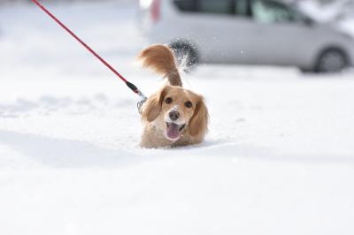 楽しい雪遊び