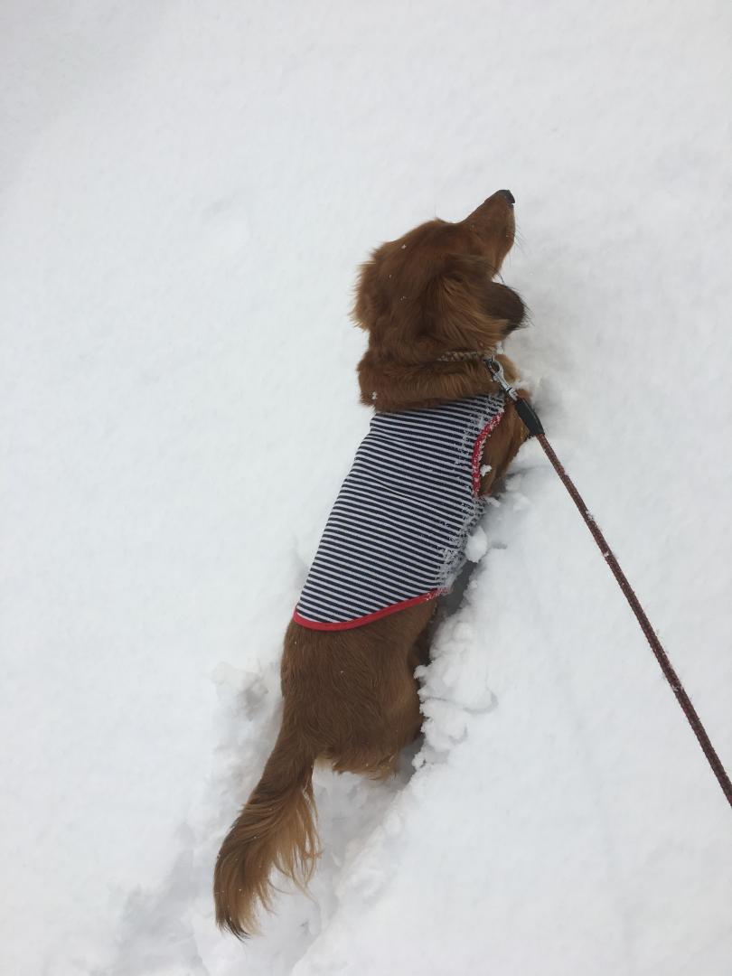 雪なんて気にしない