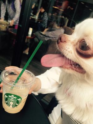 ｢犬だってスタバ飲みます」