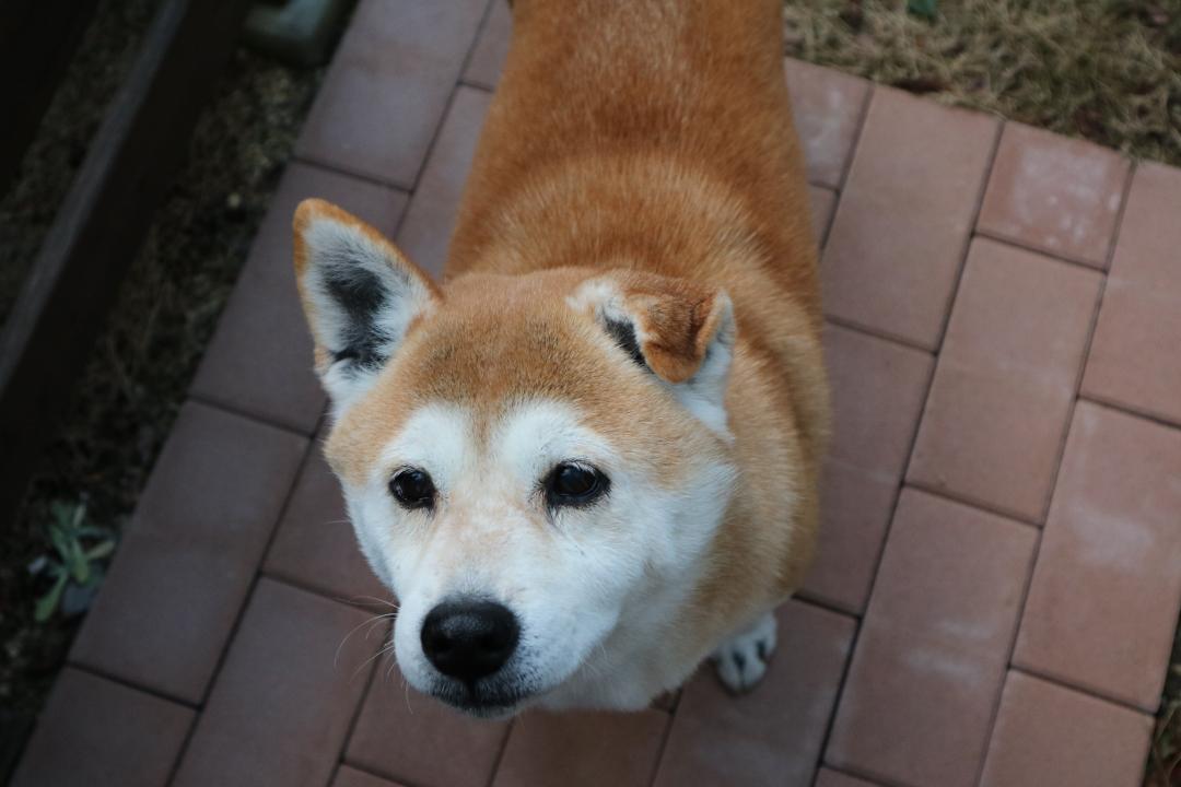 いい子でお留守番してたよ