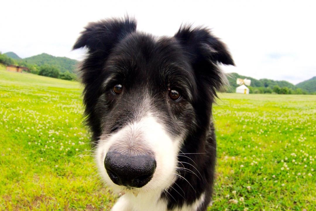 このタレ目がたまらない あこママさんの投稿写真 犬 愛犬フォトコンテスト イヌトミィ