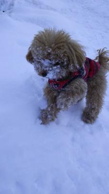 雪遊び大好きだワン🎵