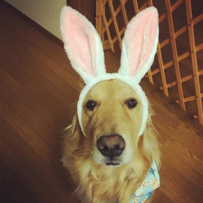 Bunny dog