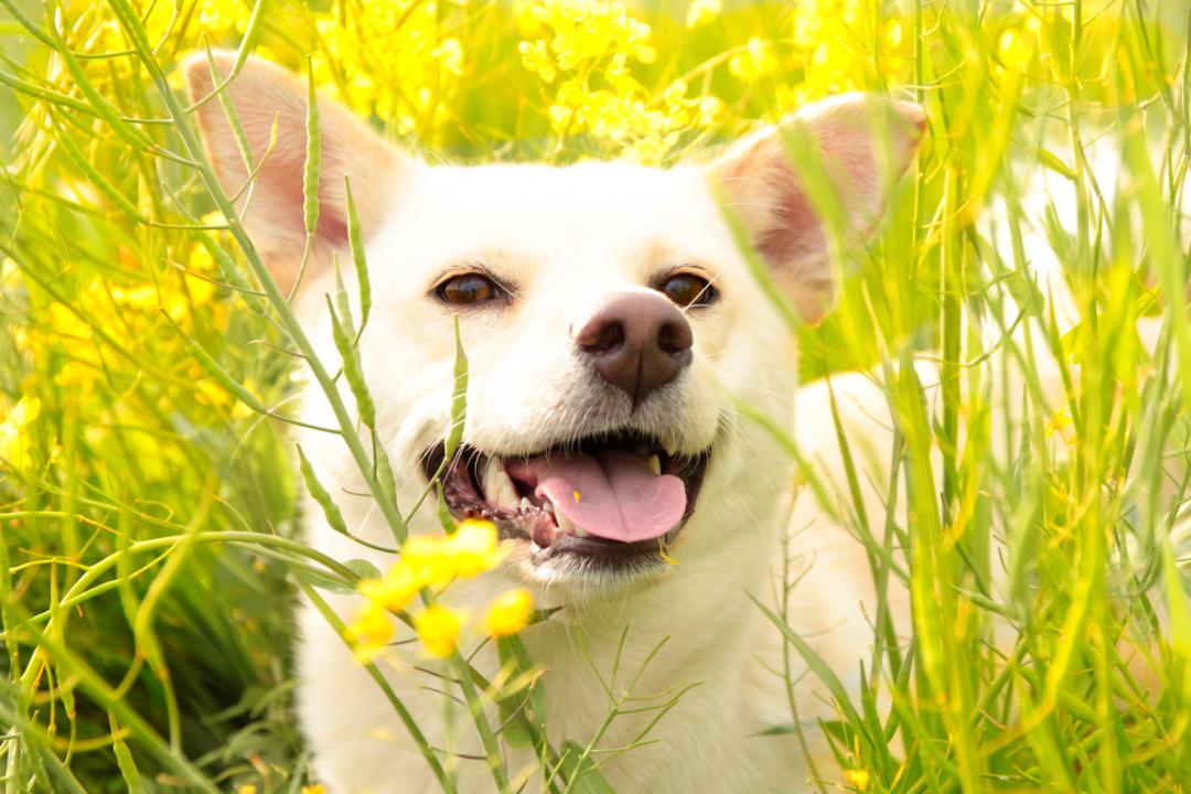 菜の花畑の中で良い笑顔！