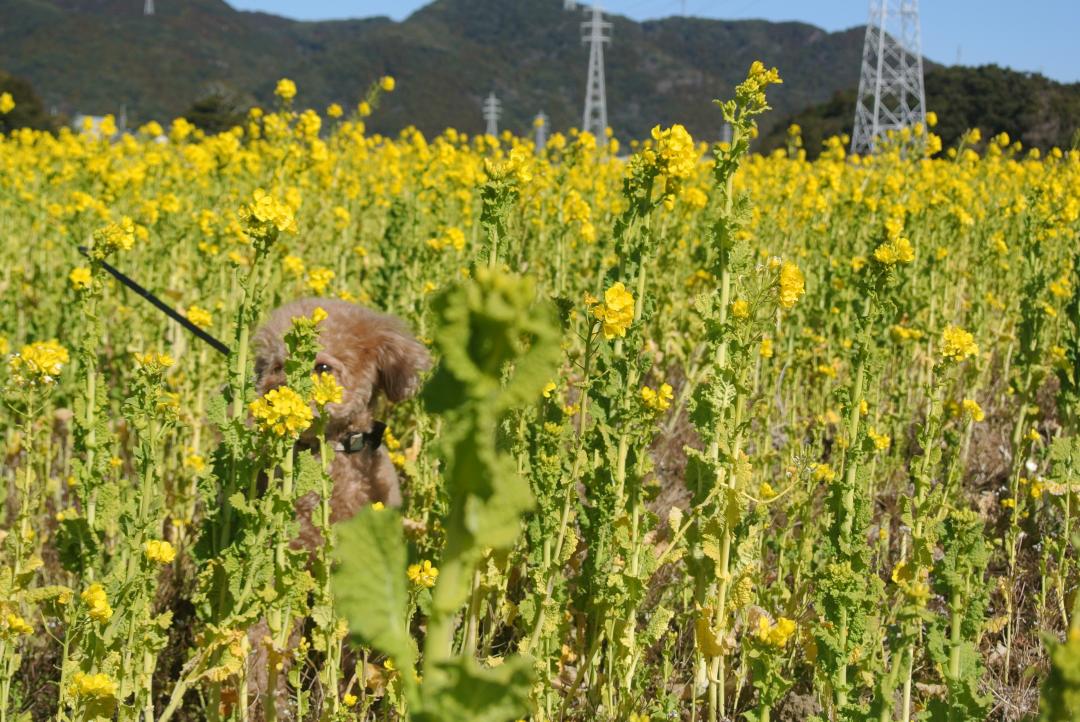 菜の花とかくれんぼ