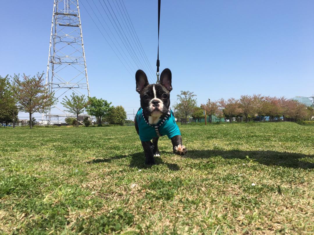 緑いっぱいの公園にきたよー！