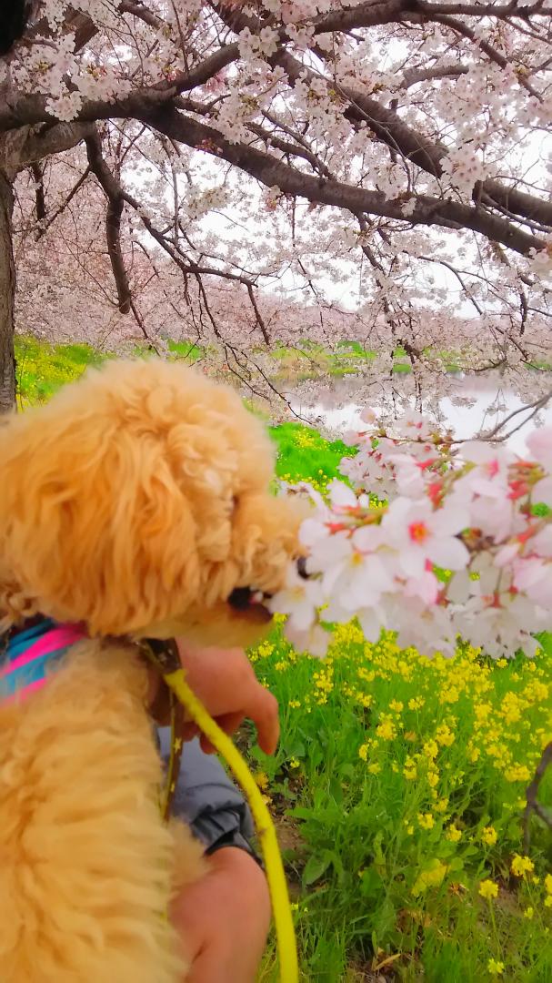 初めての桜