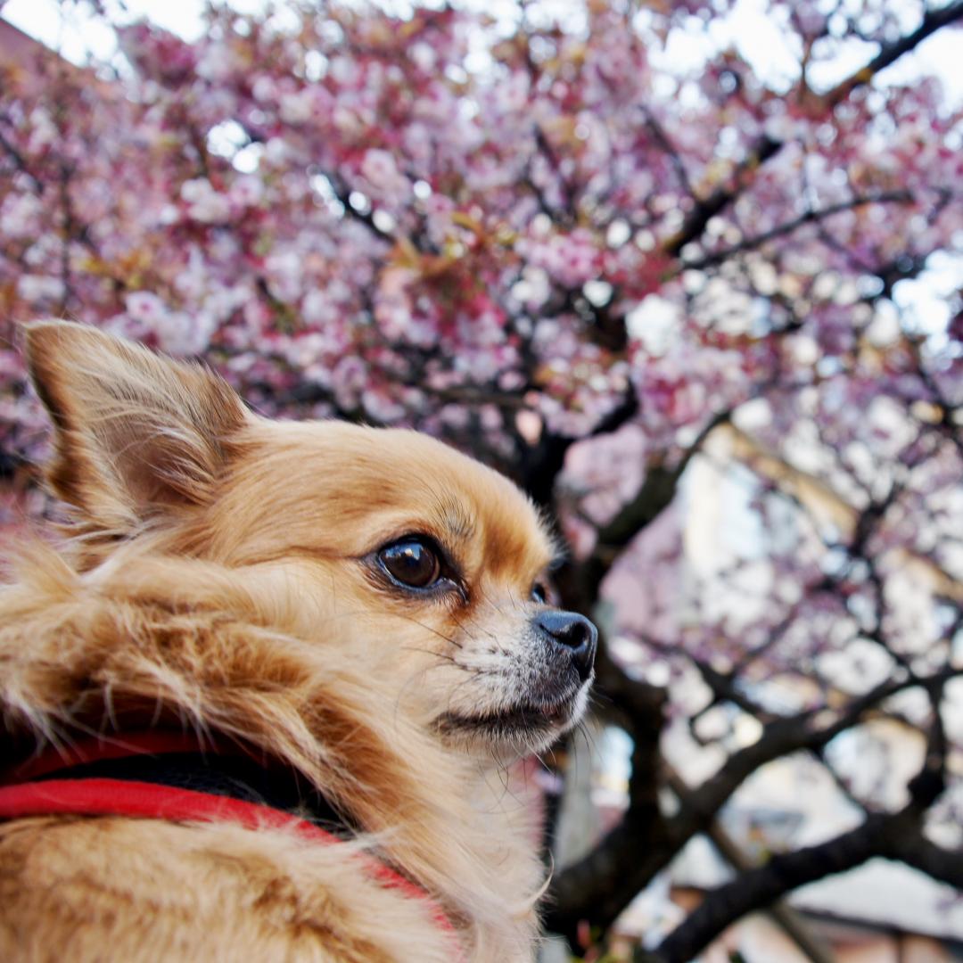 あたみ桜とイチ