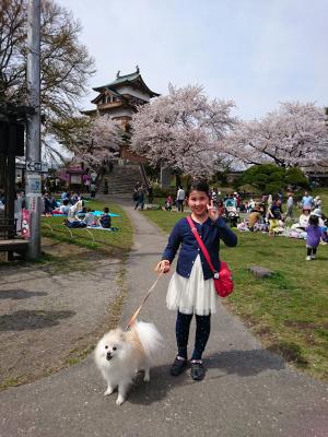 満開の桜を見にホタテもおでかけ♪